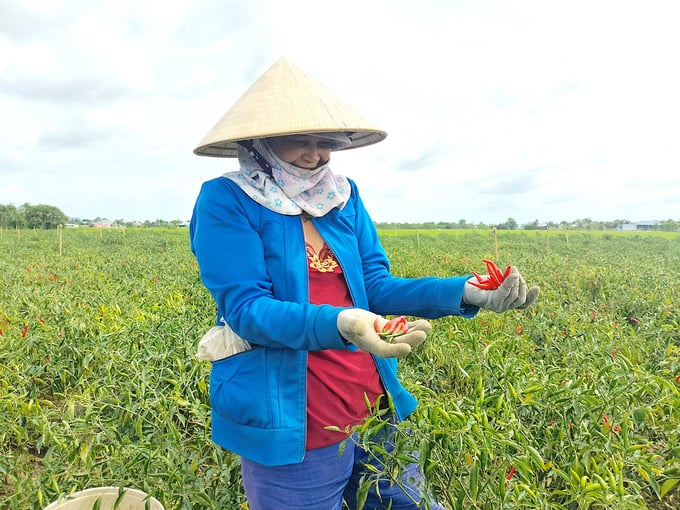 Giống ớt Sen Hồng đang có giá cao, đến 52.000 đồng/kg. Ảnh: Minh Đảm.