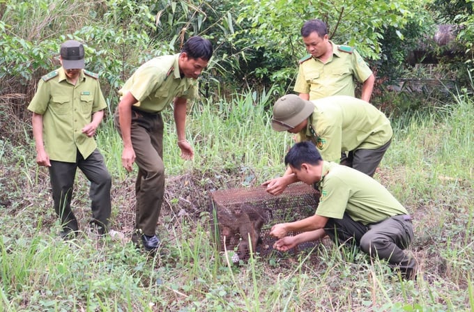 The Chu Yang Sin National Park force organized the release of rare and precious wildlife individuals back into the wild. Photo: Quang Yen.