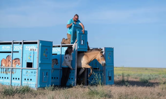 ngua-hoang-tro-lai-thao-nguyen-kazakhstan-sau-hai-the-ky-vang-bong-150535_151.jpeg