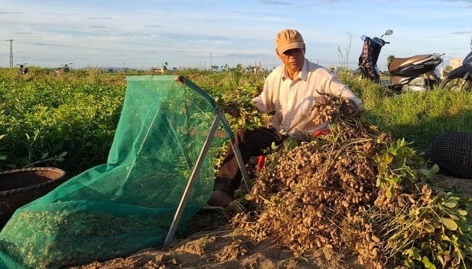 Người dân tách củ lạc ngay tại ruộng. Ảnh: Ánh Nguyệt.