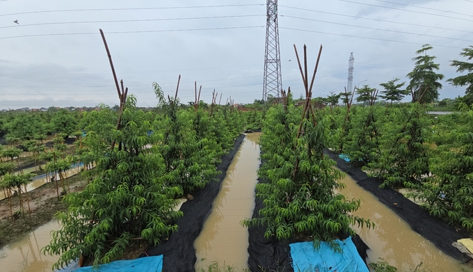 ngap-lut-1-092314_817.jpg Cánh đồng trồng đào ở xã Đồng Thái bị ngập khá nặng. Ảnh: Đinh Mười.