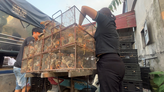 Vợ chồng bà T. (chủ cơ sở kinh doanh con giống ở xã Văn Cẩm, huyện Hưng Hà, tỉnh Thái Bình) đang chuyển các lồng gà giống không rõ nguồn gốc xuất xứ, không có giấy tờ kiểm dịch để gửi hàng cho khách. Ảnh: Hùng Khang.