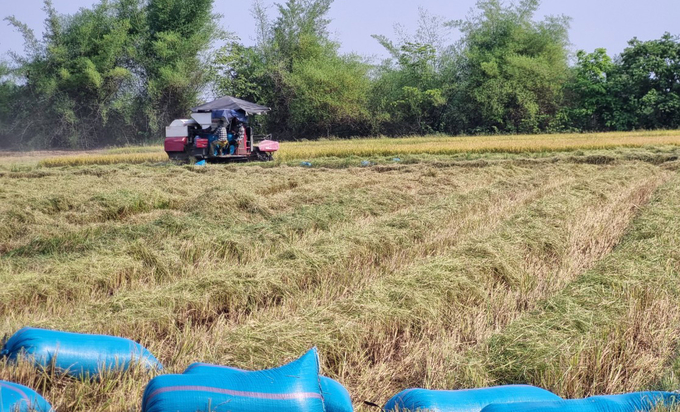 z5515000455151_d07604af0738856ec2a2e1bd7f933a66-084241_623.jpg Sản lượng lương thực vụ đông xuân 2023 - 2024 tại Đắk Lắk ước đạt hơn 381.000 tấn, tăng hơn 15.600 tấn so với cùng kỳ và đạt hơn 121% kế hoạch đề ra. Ảnh: Quang Yên.