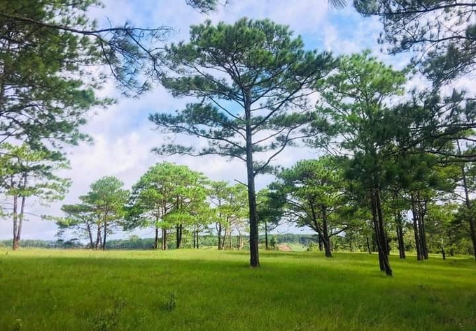 Hiện nay có nhiều lợi thế, nhưng Đắk Nông cũng gặp nhiều khó khăn khi tham gia thị trường tín chỉ carbon. Ảnh: Quang Yên.