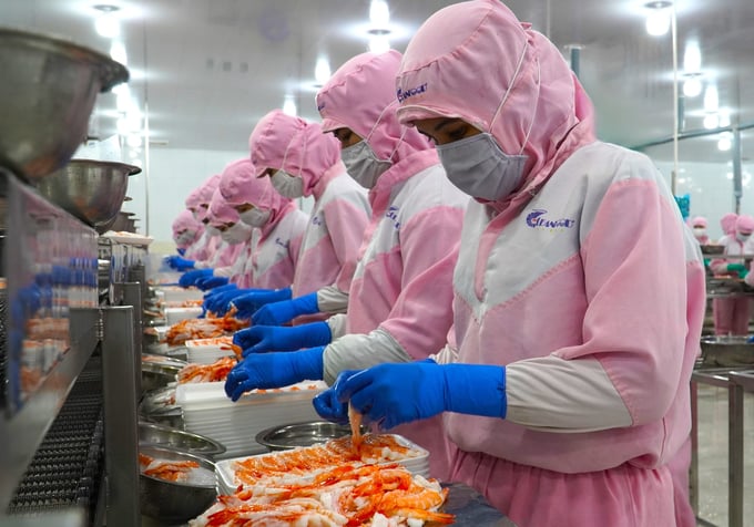 Sự phát triển vùng sản xuất tôm nước lợ đã tạo ra nguồn nguyên liệu lớn, phục vụ đắc lực cho các doanh nghiệp chế biến xuất khẩu. Ảnh: Văn Vũ.