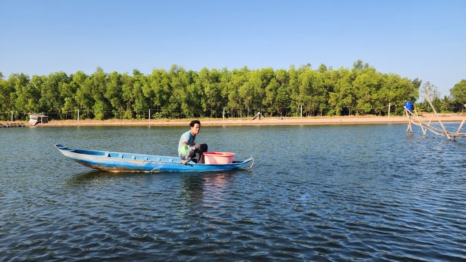 Với phương pháp nuôi tôm thâm canh, siêu thâm canh, mật độ thả nuôi cao, hộ nuôi sử dụng nhiều nước, thức ăn, tạo áp lực cho môi trường làm phát sinh dịch bệnh. Ảnh: Kim Anh.