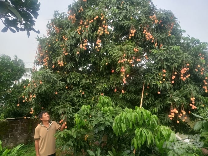 Ông Nguyễn Hữu Thoại ở xã Phan Sào Nam (Phù Cừ) bên cây vải trứng của gia đình. Ảnh: Hải Tiến.
