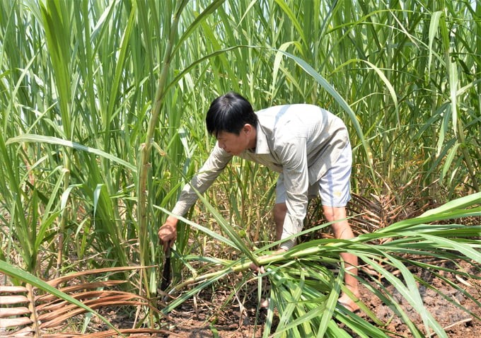 Hau Giang farmers take advantage of organic fertilizer composted from livestock waste to grow and harvest grass as green food to serve livestock farming, creating a closed circular chain. Photo: Trung Chanh.