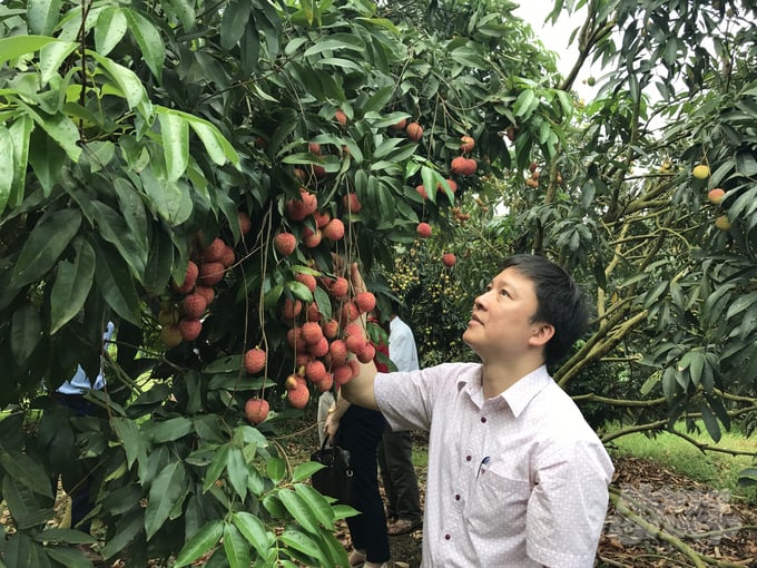 Ông Trần Tùng Chuẩn, Giám đốc Sở Khoa học và Công nghệ Hưng Yên kiểm tra, đánh giá giống vải lai trứng sau tuyển chọn. Ảnh: Hải Tiến.