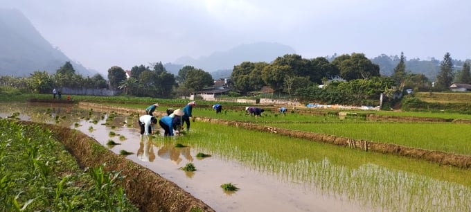 Công trình thủy lợi giúp người dân có đủ nước để cấy lúa. Ảnh: Hải Đăng.