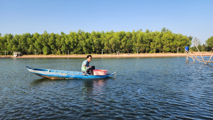 With intensive and super-intensive shrimp farming methods, high stocking densities require farmers to use a lot of water and feed, putting pressure on the environment and leading to the emergence of diseases. Photo: Kim Anh.