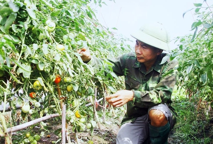 Mạnh dạn chuyển đất lúa kém hiệu quả sang trồng rau, gia đình ông Nguyễn Văn Long (xã Văn Yên, huyện Đại Từ, tỉnh Thái Nguyên) đã có thu nhập gấp 4 - 5 lần trước đây. Ảnh: Phạm Hiếu.