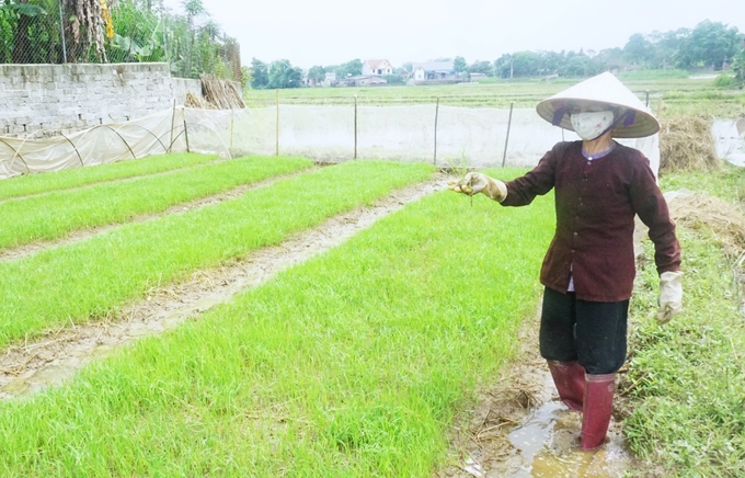 Nhiều diện tích đất lúa khó khăn về nước tưới hiện nay cho thu nhập thấp, cần mạnh dạn chuyển đổi. Ảnh: Phạm Hiếu.