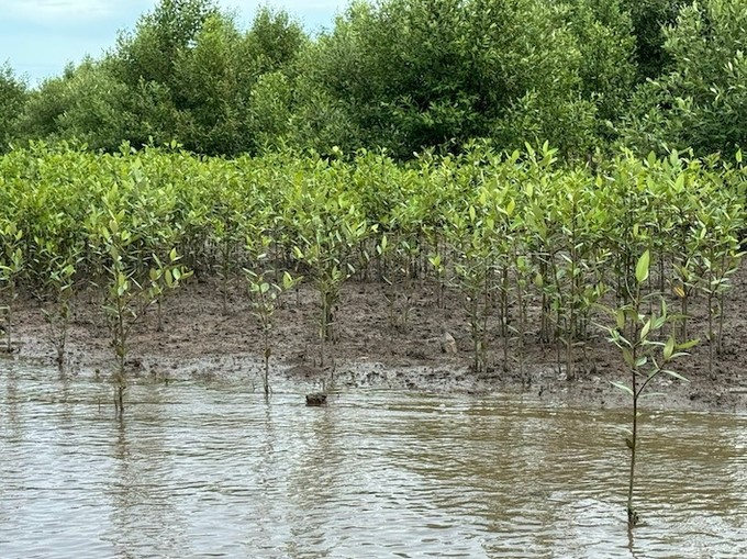 25 hectares of forest regenerated in cooperation with Vinamilk will soon be greened, faster than the initially set goal.