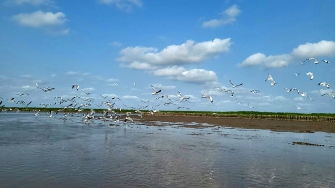 The Net Zero Vinamilk Forest area is bustling thanks to flocks of swallows, coots, etc., with hundreds of heads flying around.