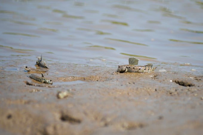 Many species of fish and seafood have come to Net Zero Vinamilk Forest to reproduce.