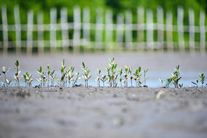The white mangrove seeds that fell around last May have stayed and sprouted.