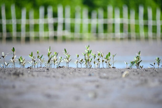 A lot of fish seeds sprout in the Net Zero Vinamilk Forest area.