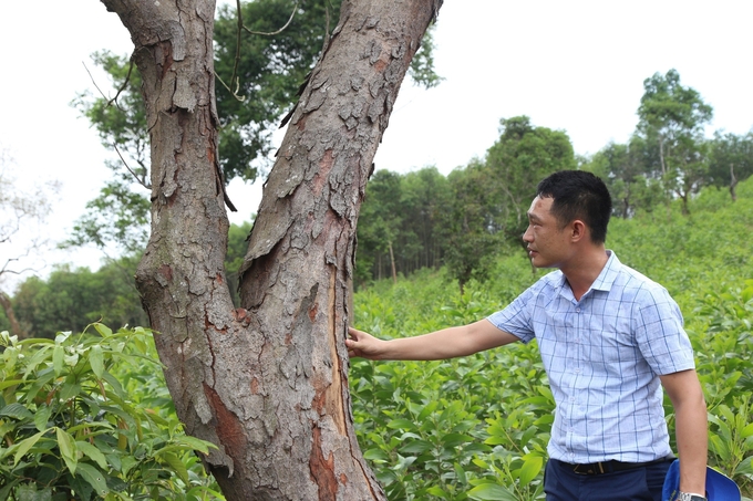 Rừng lim, 'báu vật' bao đời của huyện Yên Thành đang chết dần. Ảnh: SH.