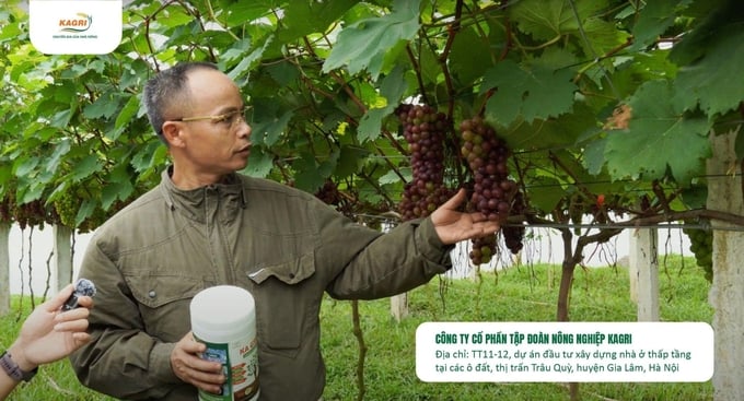 image005-160516_317.jpg Chủ vườn nho ở Hà Nội tin dùng sử dụng sản phẩm KA GREEN.