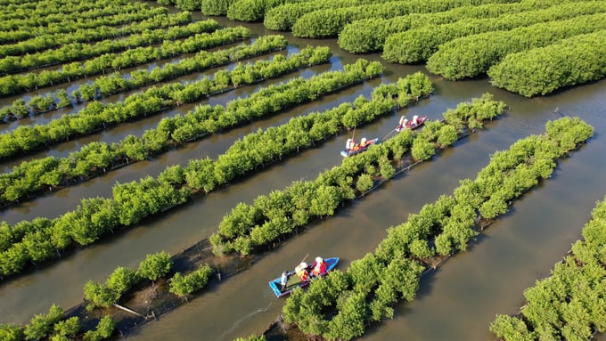 Bau Ca Cai mangrove forest covers an area of approximately 110 hectares in Binh Thuan commune, Binh Son district, Quang Ngai province. Photo: L.K.