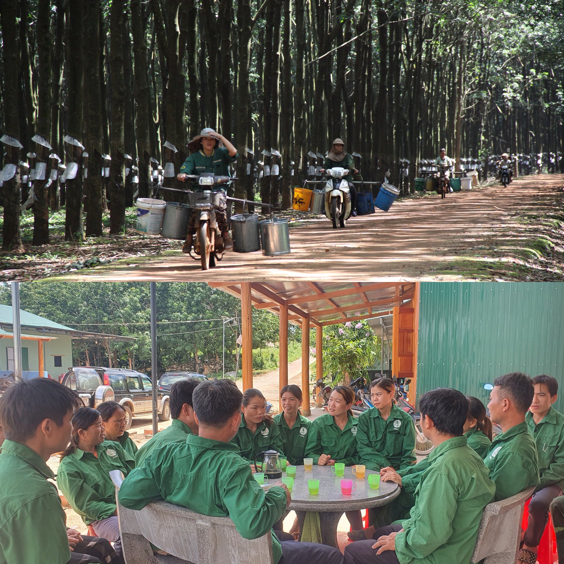 ve-voi-ruong-dong-055224_389.jpg