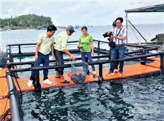 HDPE plastic cages are durable and have a long lifespan, helping fishermen limit risks, protect the environment, improve output, and increase profits. Photo: Trung Chanh.