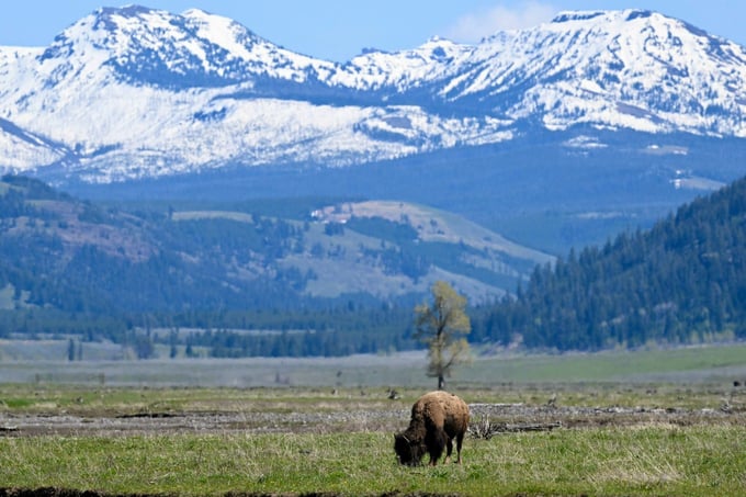 Yellowstone National Park’s mountains are covered with snow all year round.
