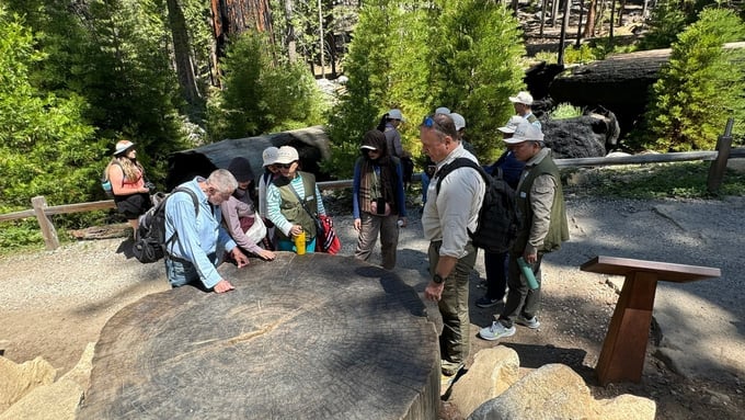 A retired ranger from Yosemite National Park introduces the thousand-year age of the Giant Sequoia tree.