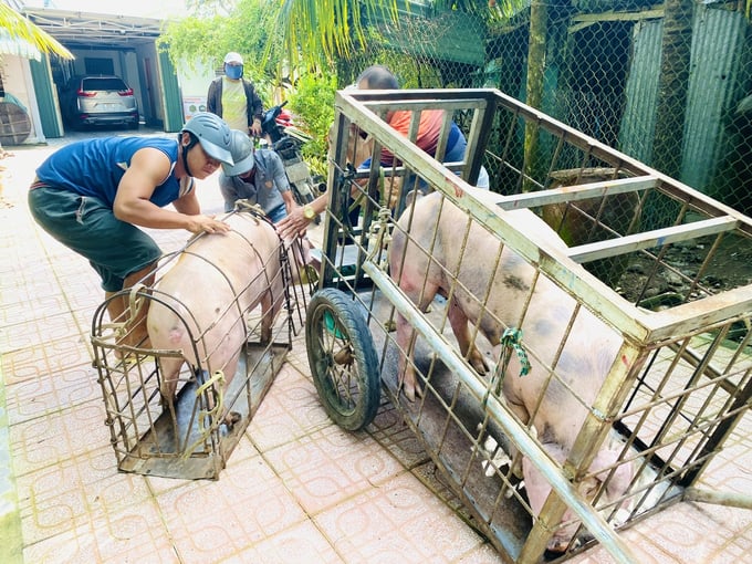 anh-4-140630_70-140630.jpg Nhìn chung, thịt gia súc, gia cầm giết mổ tiêu thụ nội địa có tỷ lệ ô nhiễm vi sinh vật khá cao tại CSGM nhỏ lẻ và cơ sở kinh doanh thịt chưa bảo đảm điều kiện vệ sinh. Ảnh: Lê Hoàng Vũ.