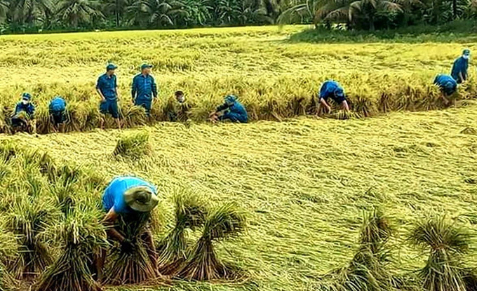 The militia and self-defense force of Vinh Long province helped people harvest rice after many days of rain and storms. Photo: Chi Hanh.
