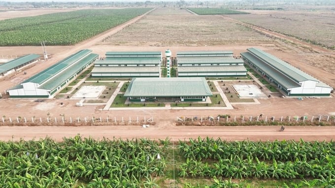The housing area (Farm DP1.1 KLH Koun Mom) is spaciously invested by THACO AGRI. Photo: Le Nguyen.
