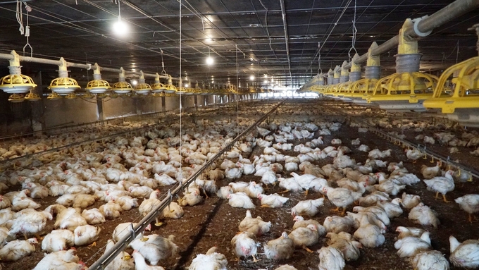 Những trang trại chăn nuôi đang tồn tại mà đảm bảo được các điều kiện về an toàn dịch bệnh, về môi trường, với cộng đồng dân cư thì vẫn để họ tiếp tục ở đó. Ảnh: Hồng Thắm.