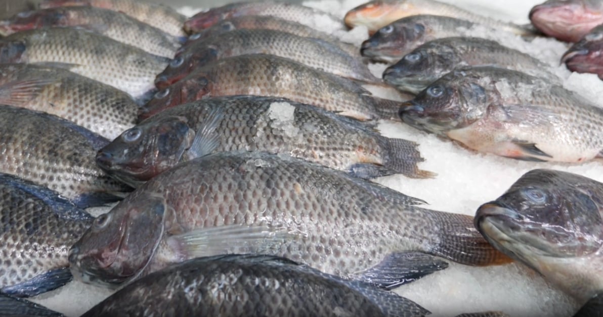 According to Mr. Pham Thanh Trung, Deputy General Director of Nong Lam Vina Animal Feed Joint Stock Company, a strong link must be established between the farming ponds and processing plants to serve export purposes. Illustrative image.