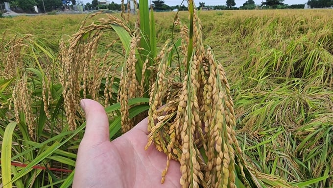 bi-thu-xa-dau-tu-cong-nghe-nang-tam-dac-san-nep-cai-hoa-vang-175053_732.jpg Giống nếp cái hoa vàng trồng tại xã Đại Thắng được đánh giá thơm, dẻo, ngon hơn các địa phương khác. Ảnh: Đinh Mười.