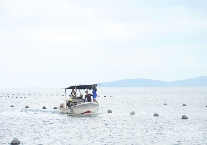 Kien Giang has a wide sea area, a long coastline, many islands and sheltered bays, and is less prone to strong winds and storms, which is very favorable for the development of marine farming. Photo: Trung Chanh.