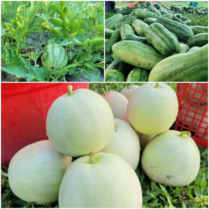 nong-dan-ha-tinh-duoc-mua-dua-le-dua-non-105145_113.jpg Dưa lê, dưa non năm nay có giá khá cao, đem lại thu nhập khá cho người sản xuất. Ảnh: TN.