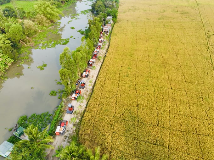 The alarming state of soil health demands urgent action to protect agricultural land, with an emphasis on the quantity and quality of rice farming land. Photo: Illustrations.