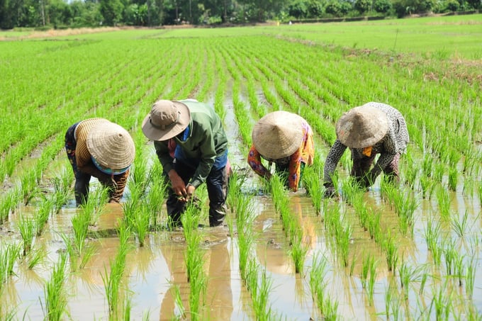 Articles No. 55, 56, 57, 71, and 72 under the Law on Crop Production stipulate the use and protection of farming land. Photo: Illustrations.
