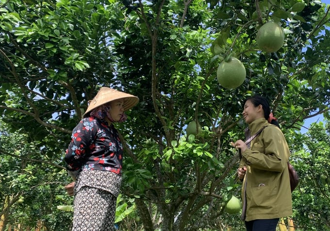 Vườn bưởi của bà Ngô Thị Thúy Hoa (xã Mỹ Hòa, thị xã Bình Minh) phục hồi và ra trái đẹp nhờ áp dụng quy trình do Trạm Khuyến nông huyện và các chuyên gia hướng dẫn. Ảnh: Hồ Thảo.