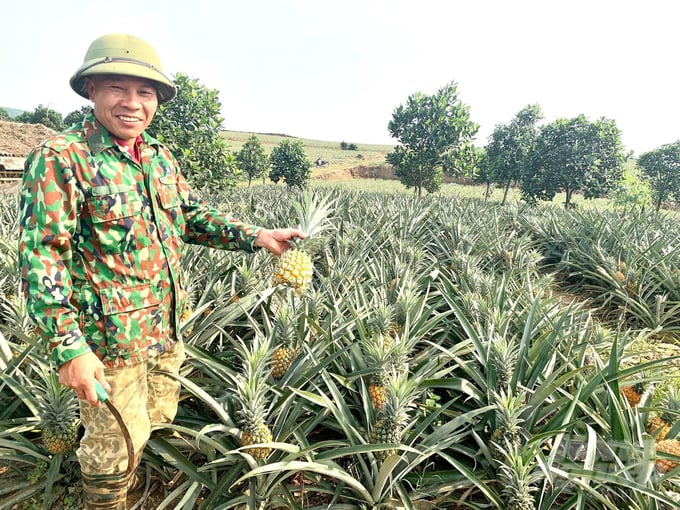 Ông Đào Văn Hưng (thôn Yên Thượng, xã Sơn Đà) phấn khởi vì vụ dứa năm nay được mùa, được giá. Ảnh: Hải Tiến.
