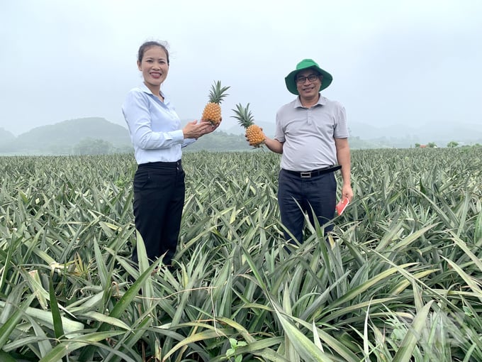 Chị Vũ Thị Thu Hằng - Chủ tịch Hội Nông dân xã Sơn Đà và cán bộ khuyến nông huyện Ba Vì thăm cánh đồng sản xuất dứa. Ảnh: Hải Tiến.