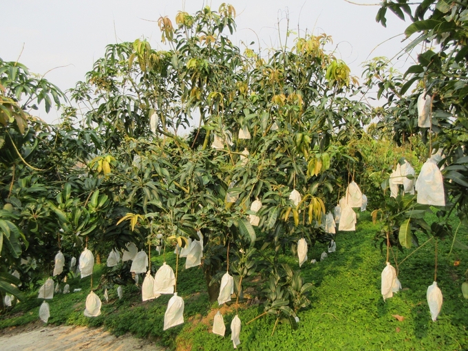 1-091322_814.jpg Sơn La hiện đã có diện tích cây ăn quả đứng hàng đầu cả nước. Ảnh: NNVN.