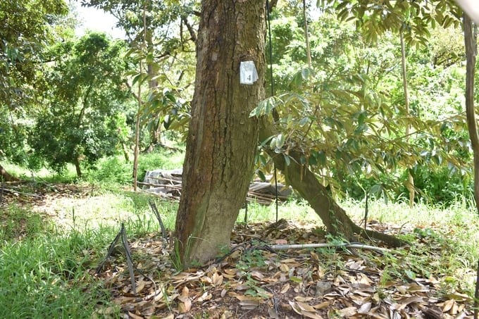 Mature durian is grafted with one secondary root, so the main root is not bottlenecked. Photo: Minh Dam.