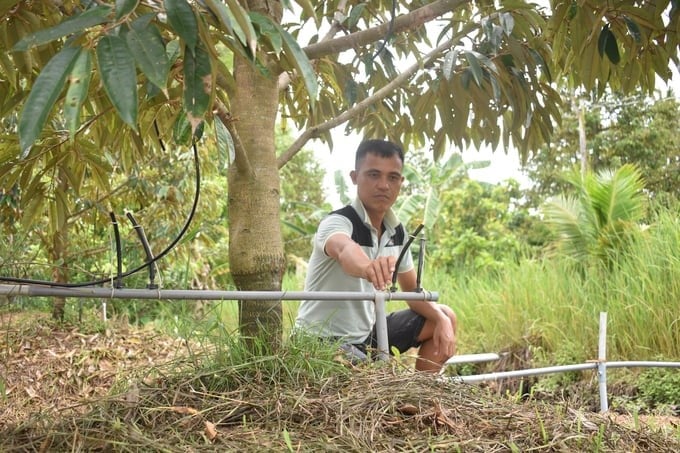 Durian trees that are not grafted with secondary roots often suffer from bottlenecks. Photo: Minh Dam.