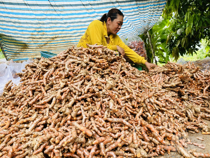 Người dân ở vùng Bảy Núi (An Giang) thu hoạch củ nghệ vàng để làm dược liệu. Ảnh: Lê Hoàng Vũ.