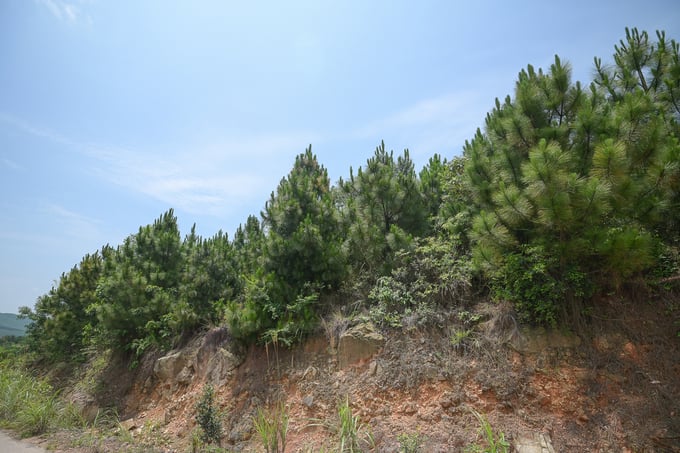 The national forest certification system aims to increase the added value of forests. Photo: Tung Dinh.