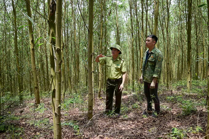 When meeting VFCS/PEFC standards, the profit earned by forest growers is expected to increase by at least 10%. Photo: Tung Dinh.