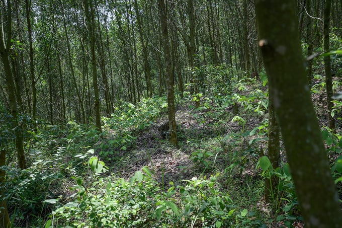 The gum trees grown to meet sustainable forest management certification standards will grow and develop better. Photo: Tung Dinh.