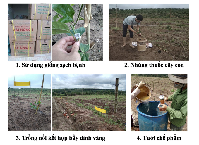 sau-benh-hai-tren-chanh-day-va-quan-ly-suc-khoe-cay-trong-tong-hop-140939_545.jpg